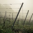 Weinreben im Nebel