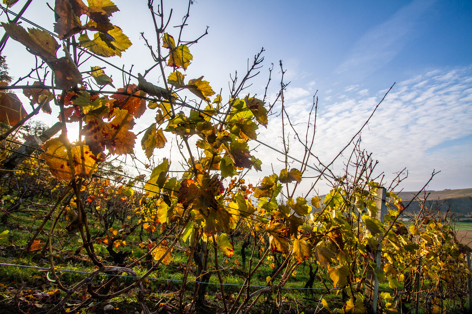 Weinreben im November