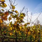 Weinreben im November