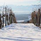 Weinreben im Schnee