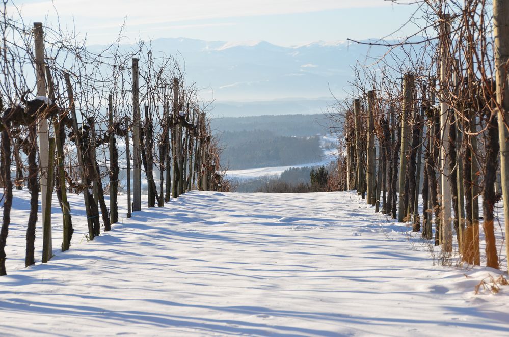 Weinreben im Schnee