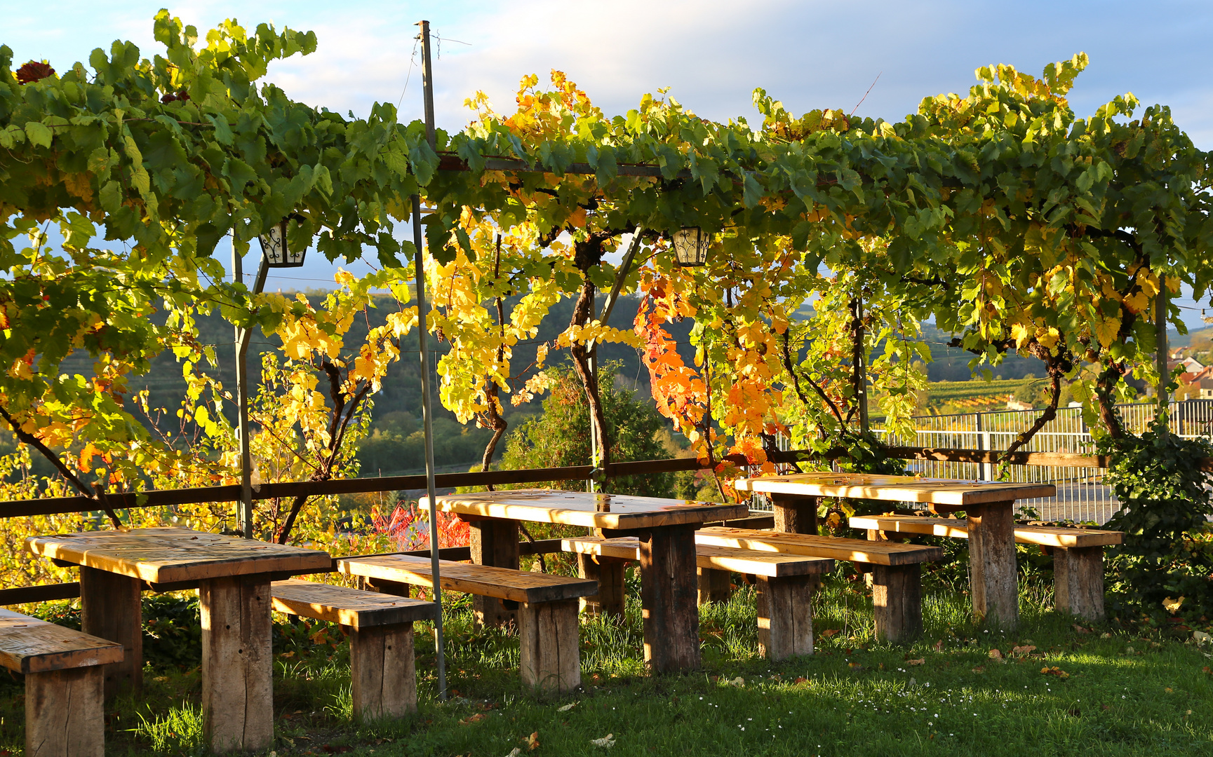 Weinreben im Sonnenschein