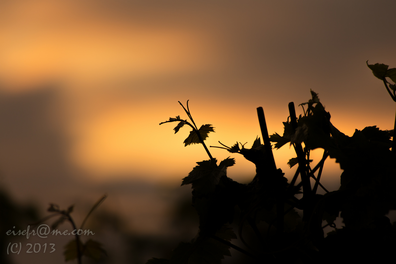 Weinreben im Sonnenuntergang (2)