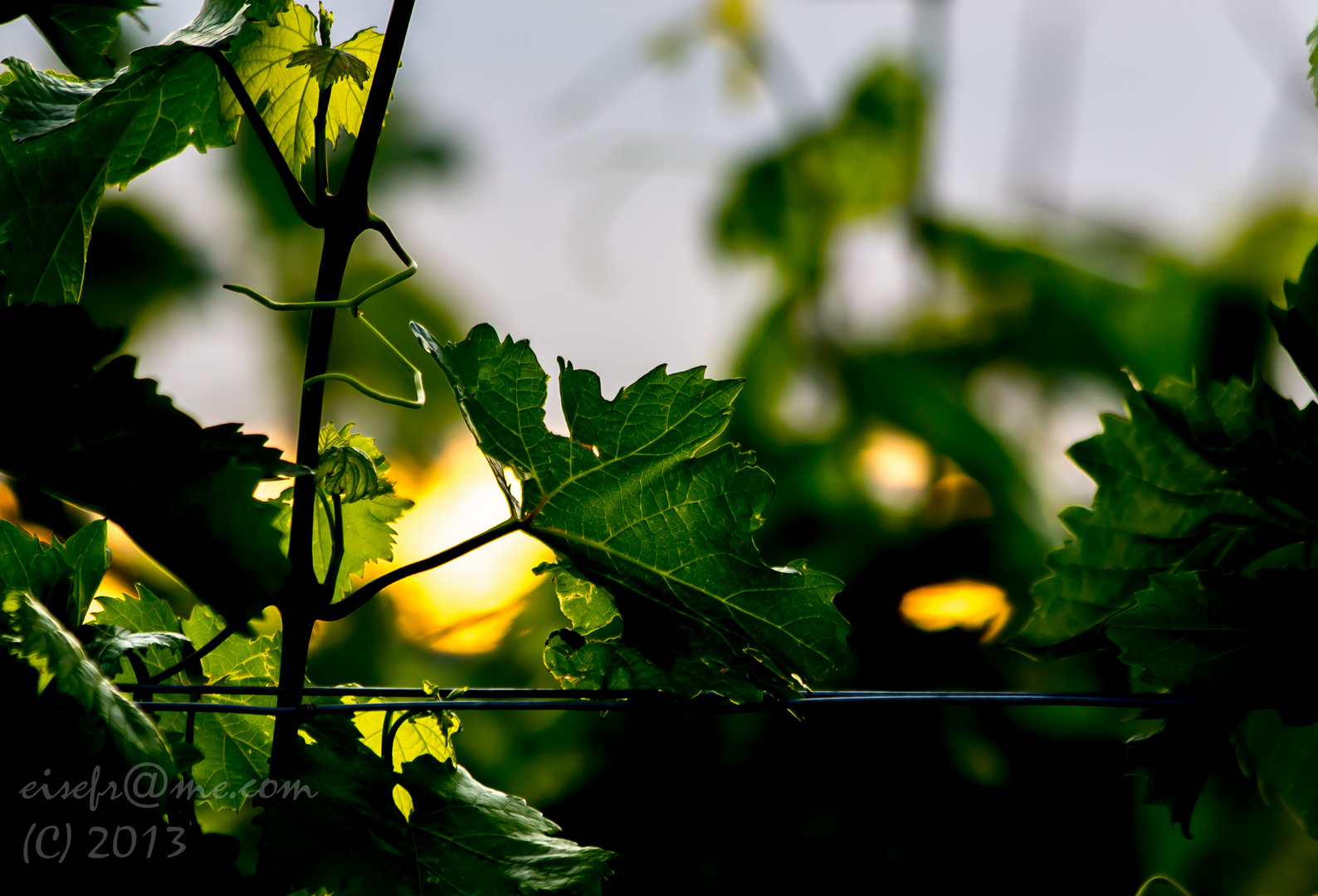 Weinreben im Sonnenuntergang