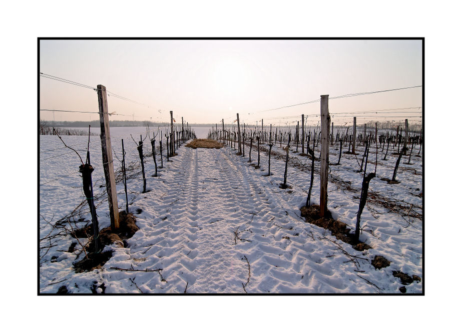 Weinreben im Winter