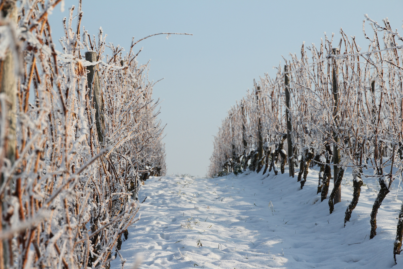 Weinreben im Winter Foto & Bild landschaft, natur Bilder auf