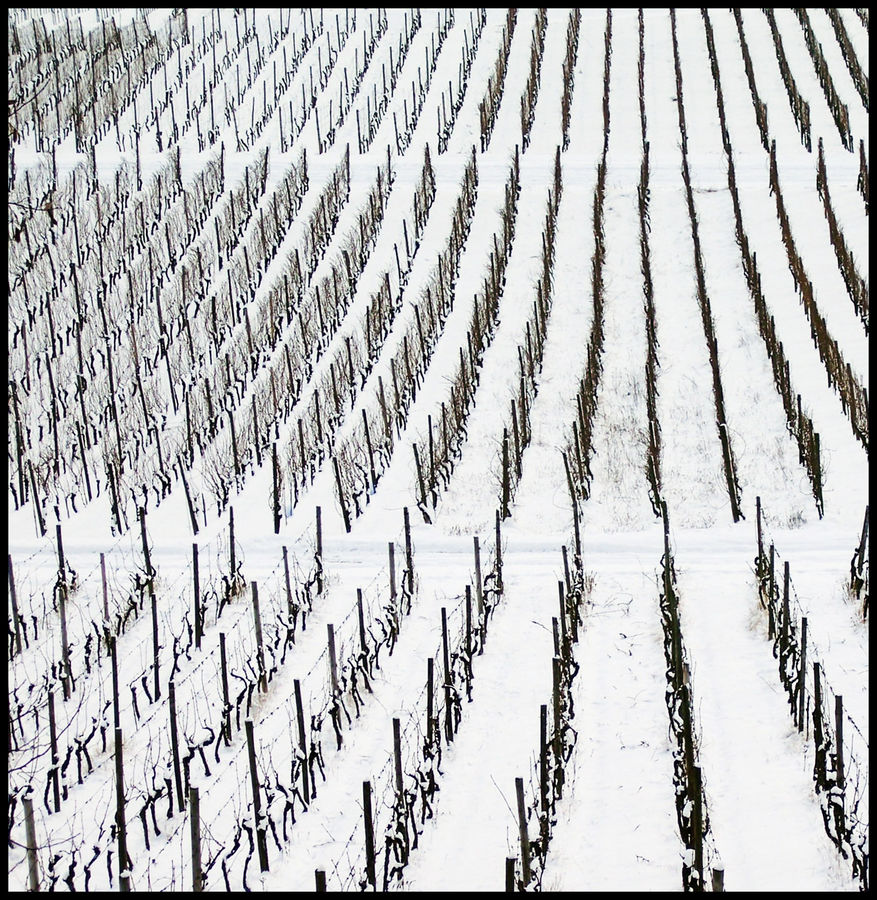 Weinreben im Winter