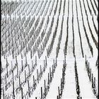 Weinreben im Winter