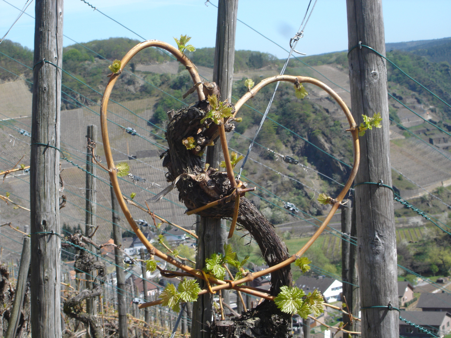 Weinreben in Dernau / Ahr