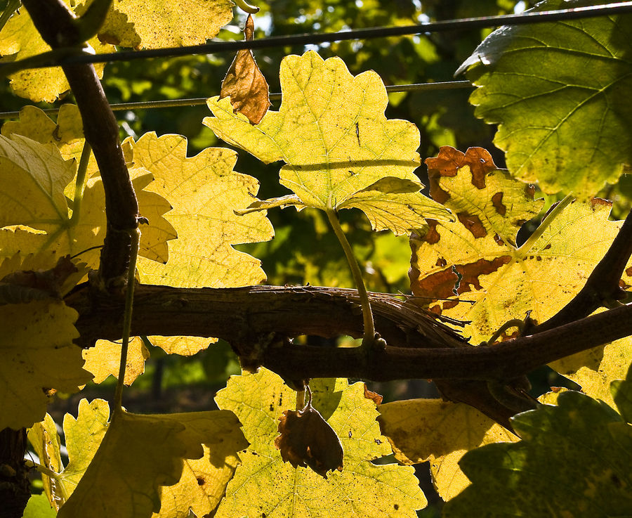 WEINREBEN IN GEGENLICHT