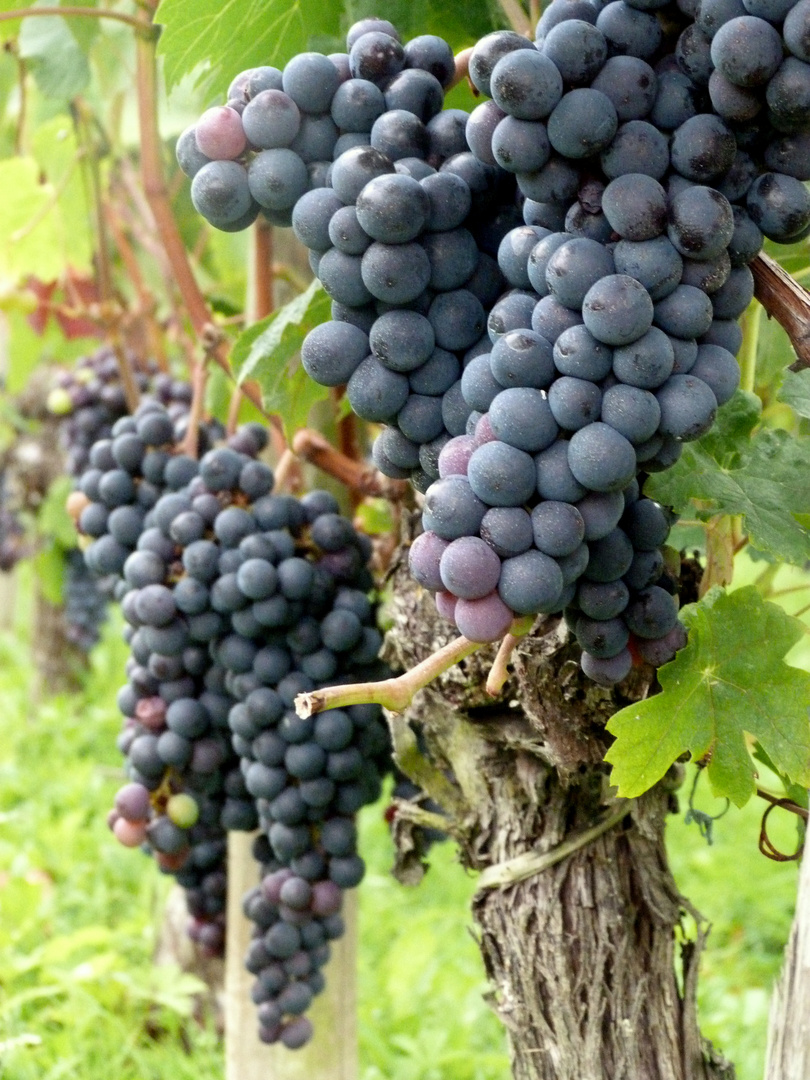 Weinreben in Saint-Emilion