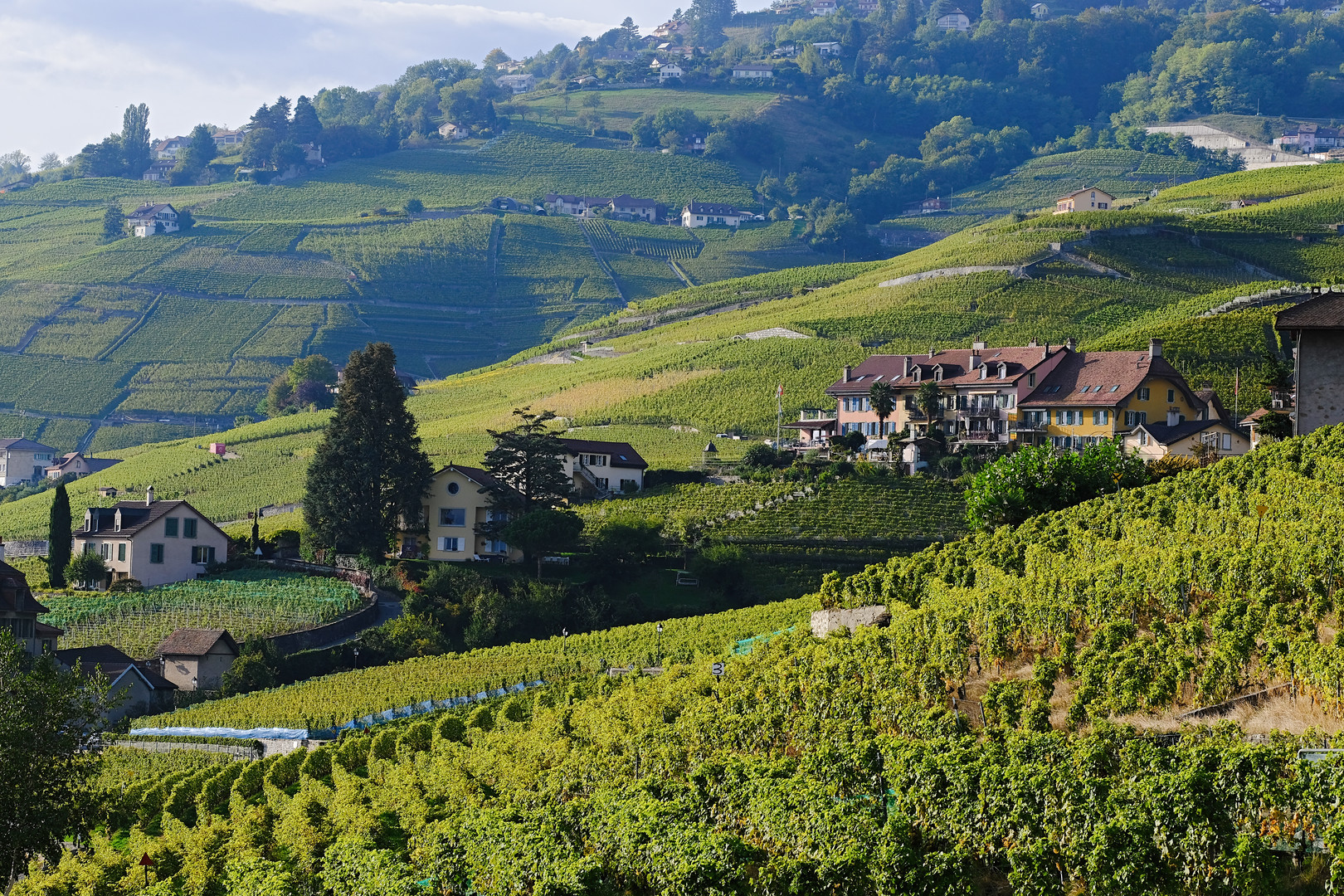 Weinreben Lavoux