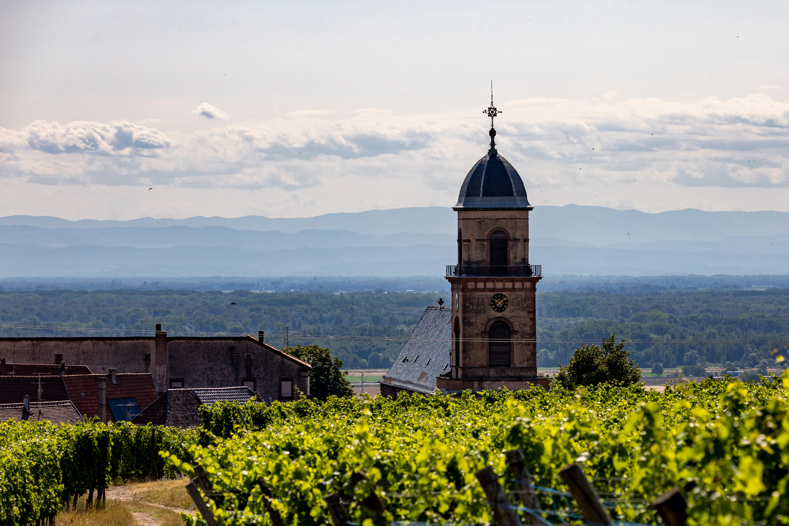 Weinreben - Saint Hippolyte - Schwarzwald