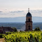 Weinreben - Saint Hippolyte - Schwarzwald