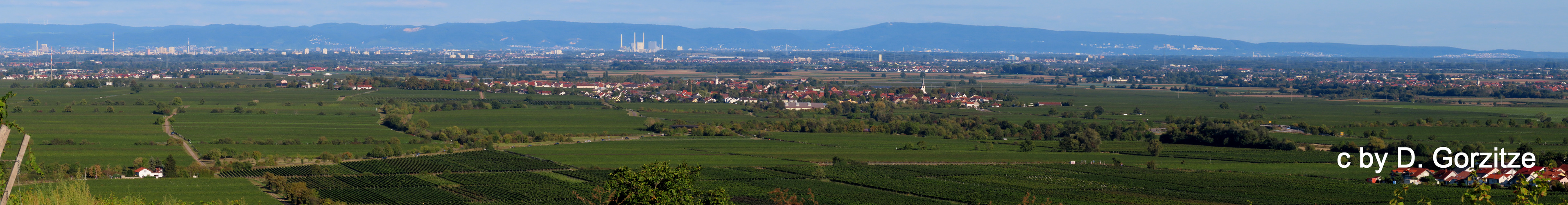 Weinreben, soweit das Auge reicht !