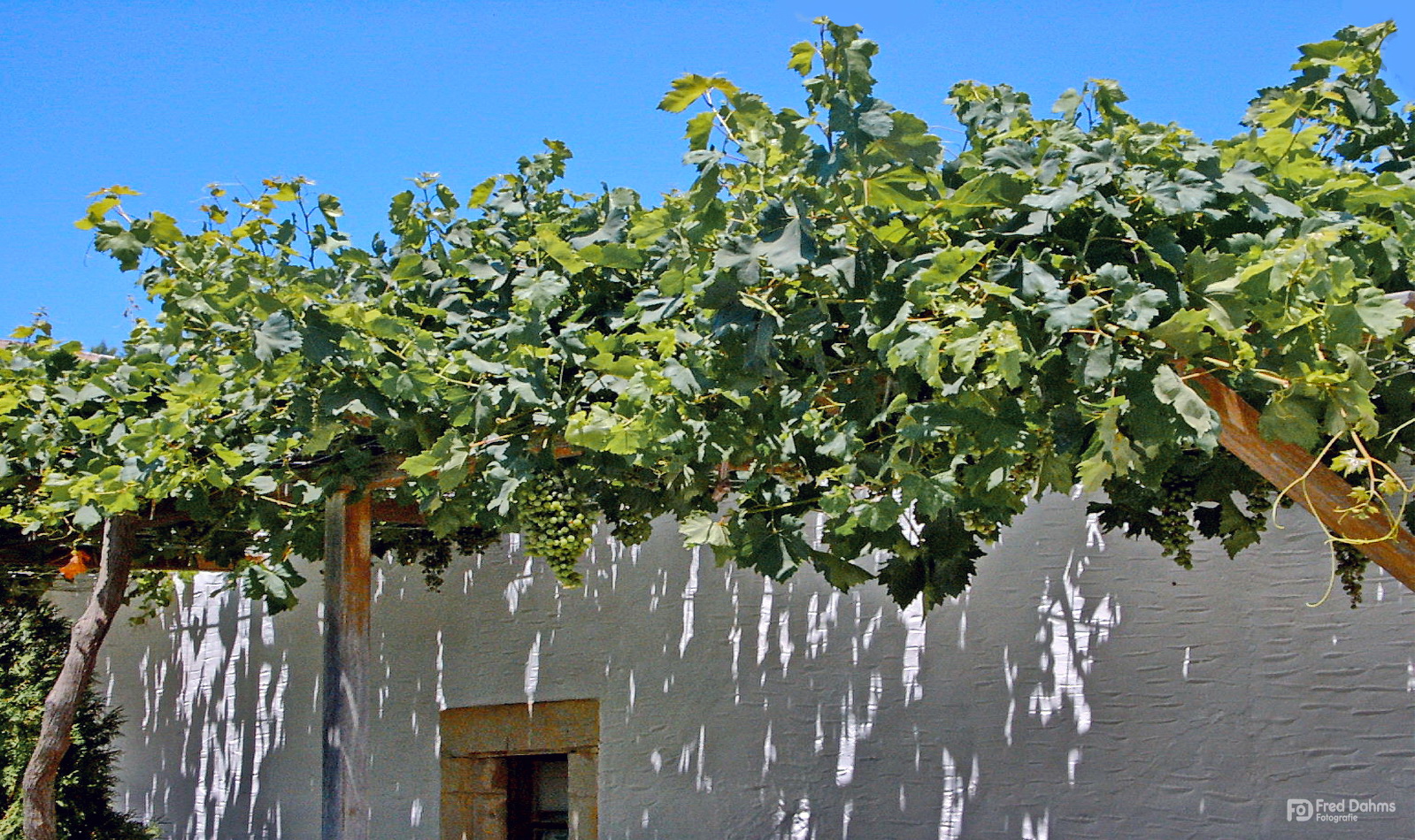 Weinreben, südliches Flair