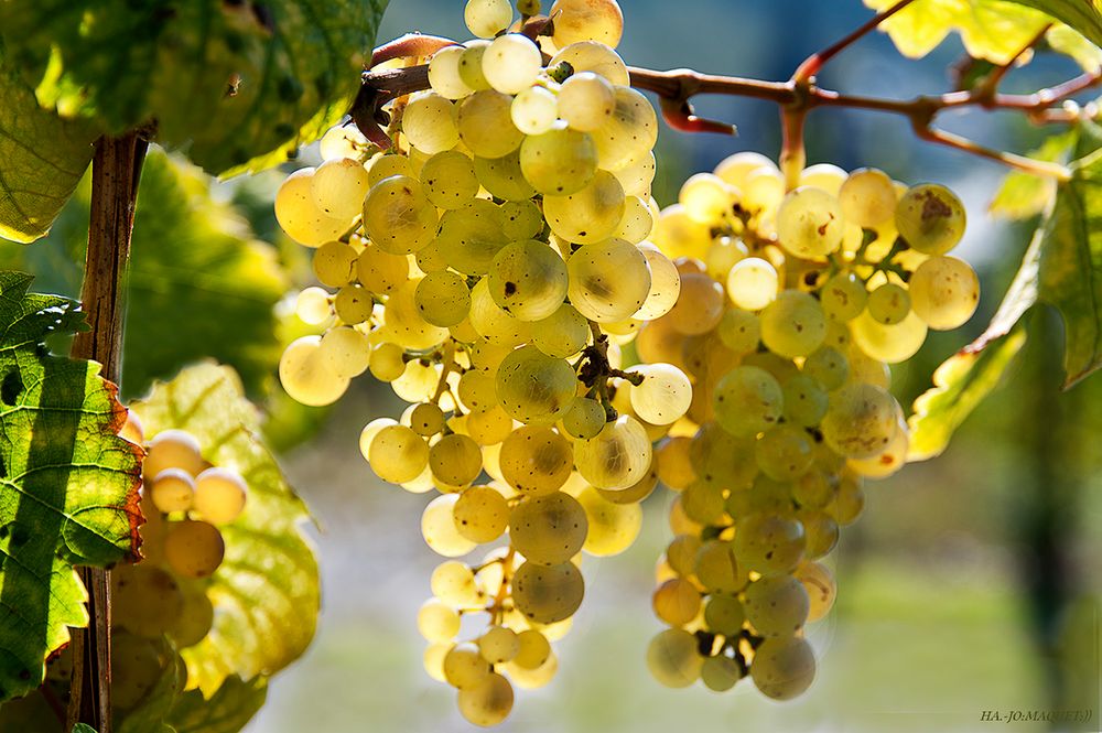 Weinreben von BernkastelKues Foto & Bild deutschland, europe