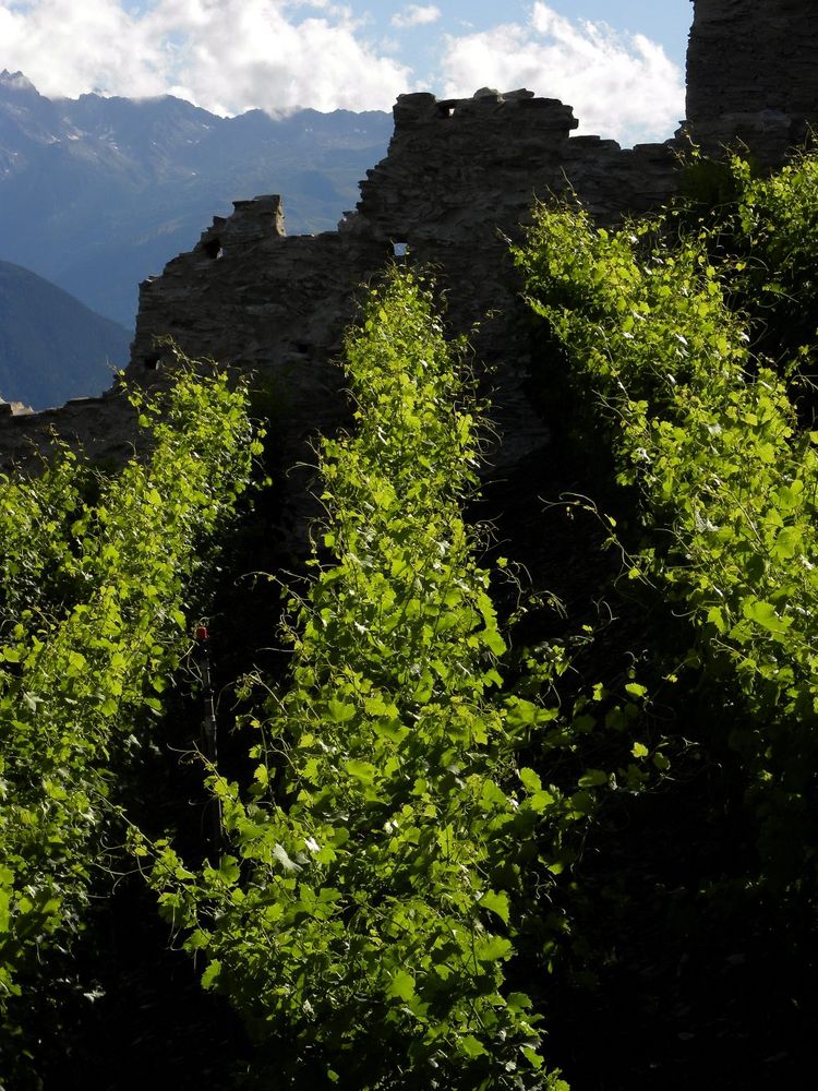 Weinreben vor Burgruine