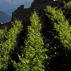 Weinreben vor Burgruine