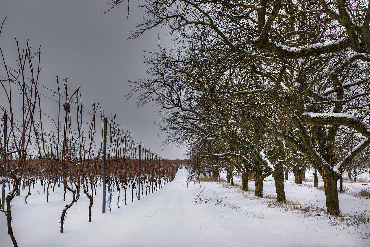 Weinreben vs. Obstbäume