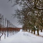 Weinreben vs. Obstbäume