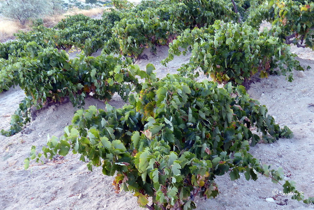 Weinreben - zwischen den Tuffsteinkegeln