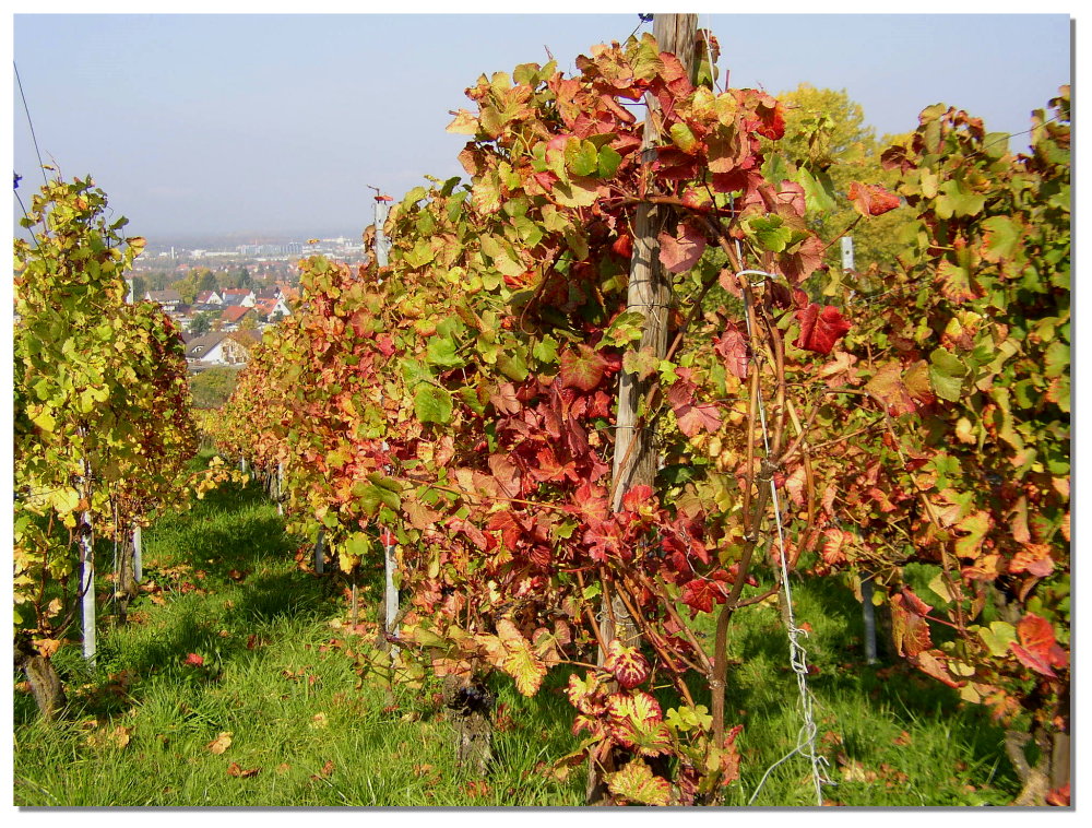 Weinrebenblätter