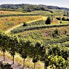 Weinrebenterrassen nahe Achkarren im Kaiserstuhl