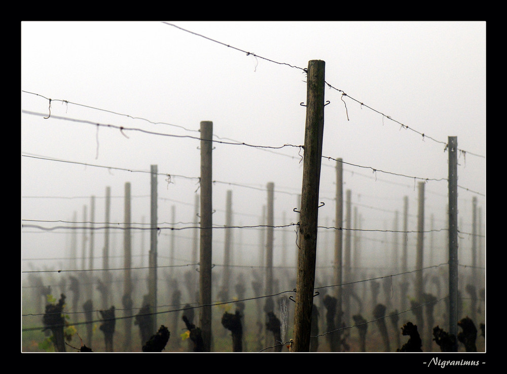 Weinreeben bei Mahlberg