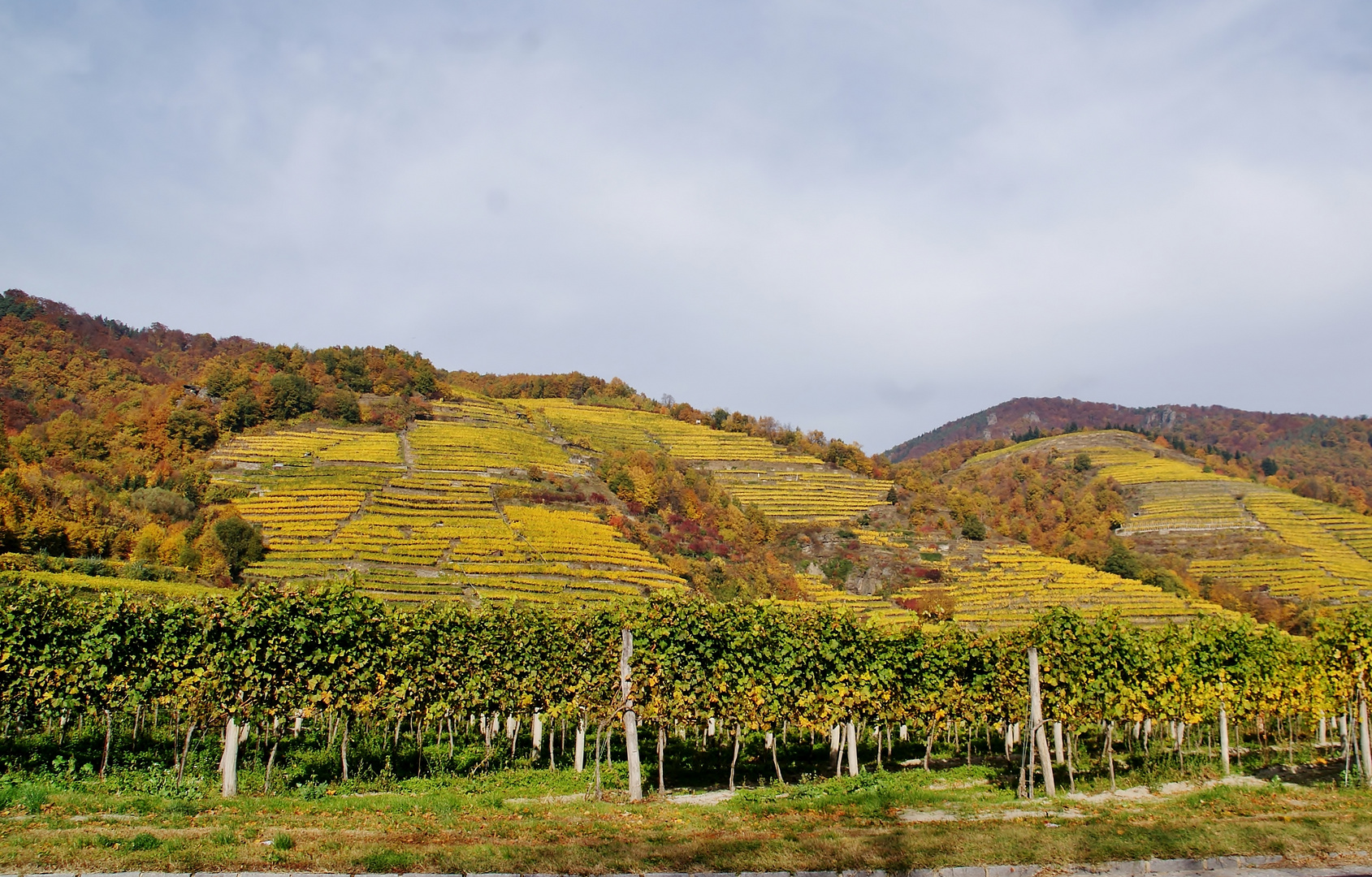 Weinrieden