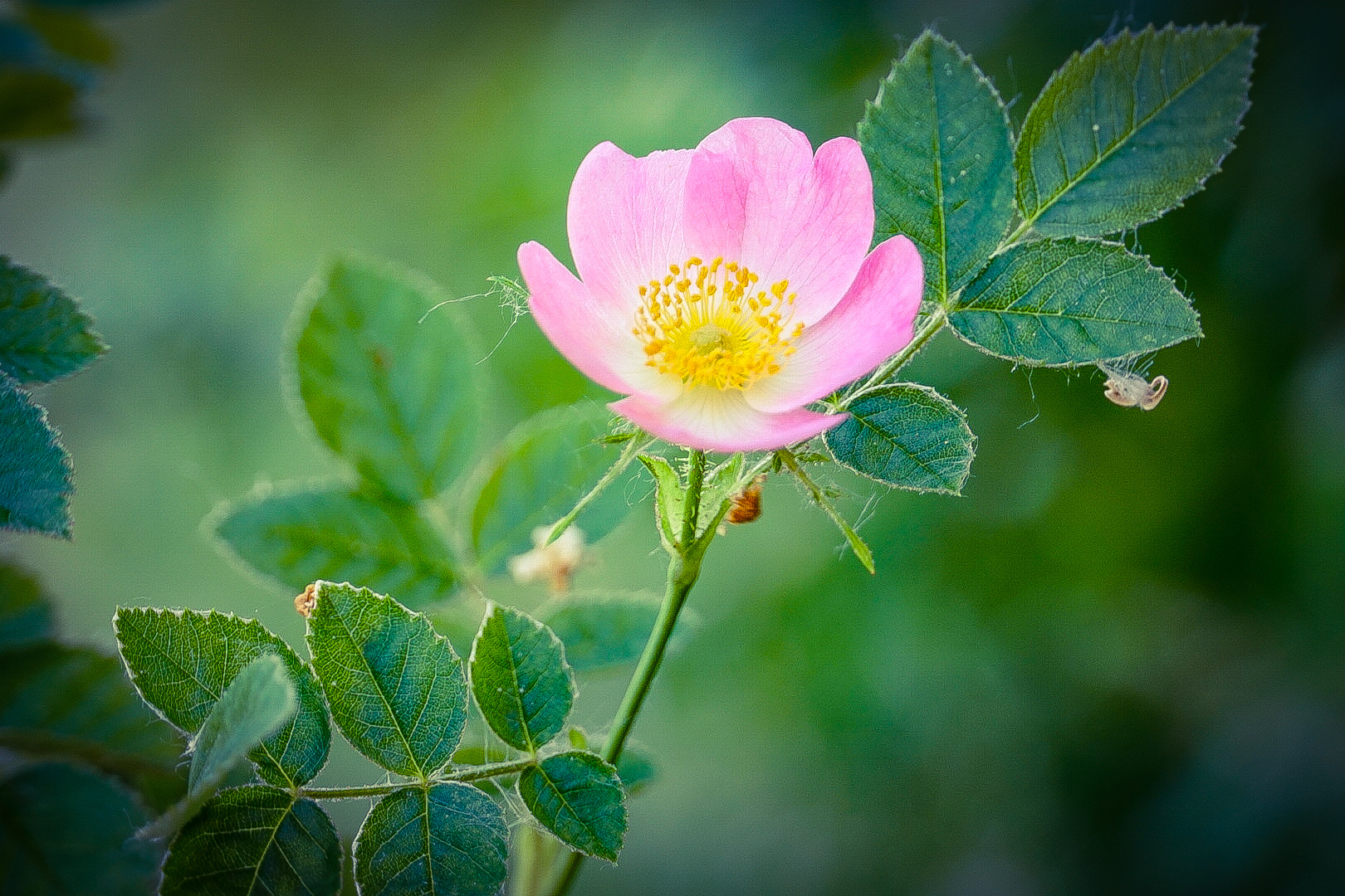 Weinrose (Rosa rubiginosa)