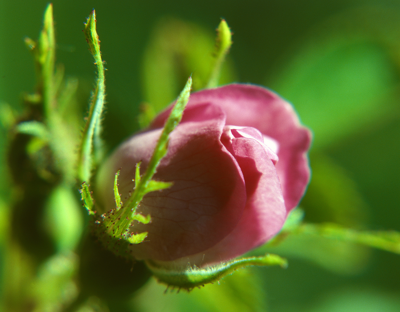 weinrosenblüte