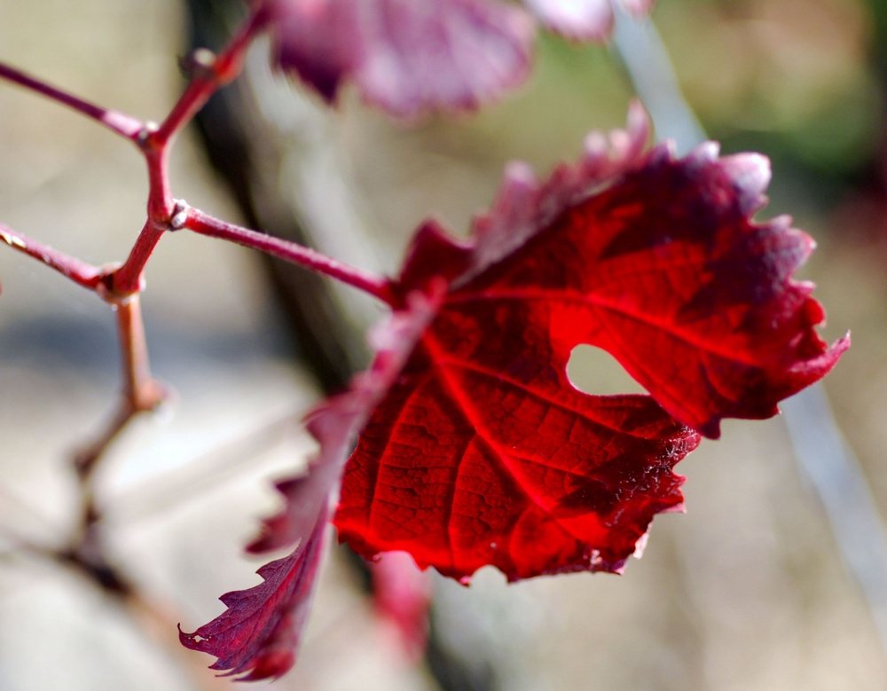 Weinrot