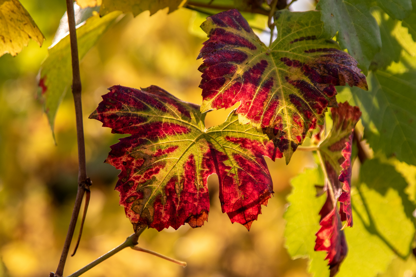 Weinrot