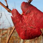 Weinrot (burdeos)