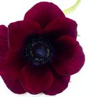 weinrote Anemone - was ganz besonderes