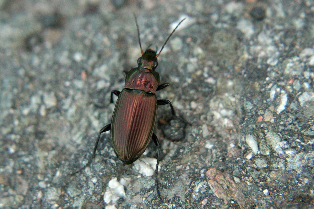 Weinroter Laufkäfer