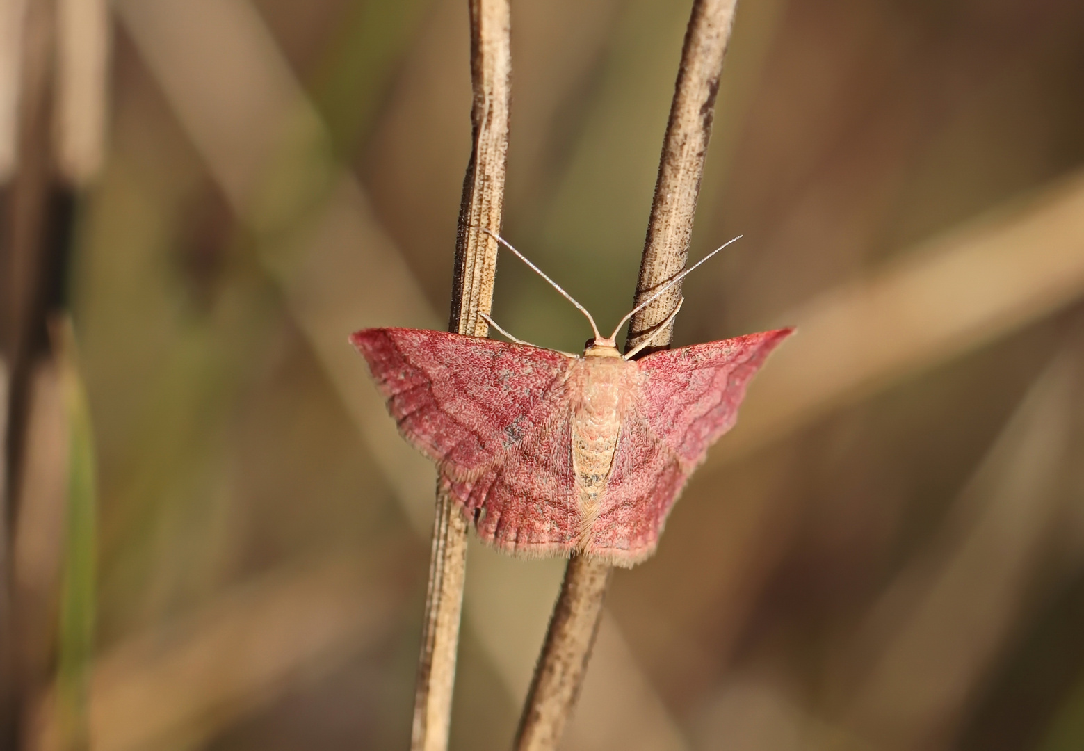 weinroter Triftenflurspanner,Scopula rubiginata