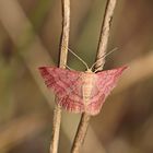 weinroter Triftenflurspanner,Scopula rubiginata