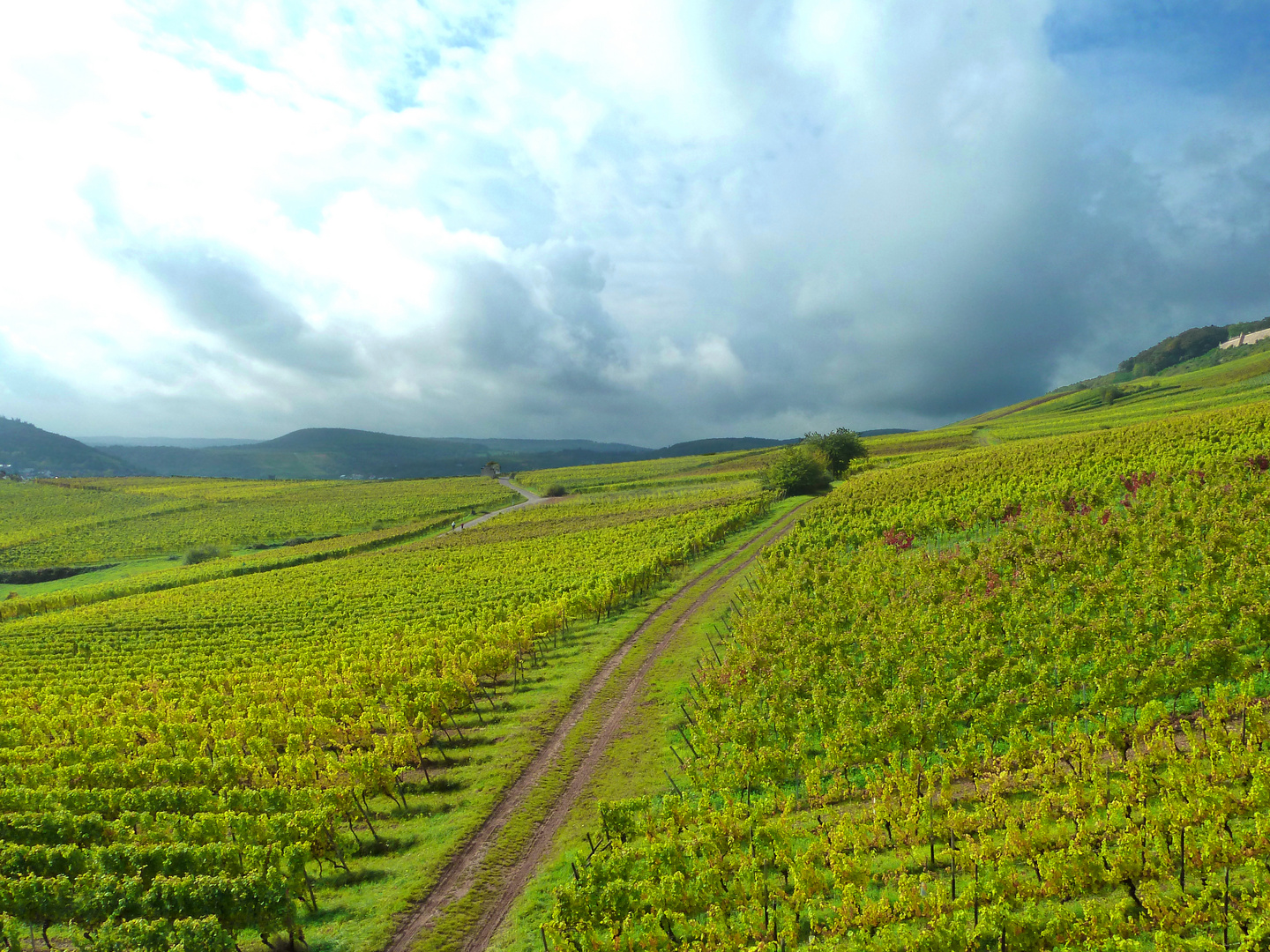 Weinselige Aussichten