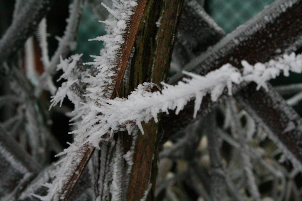 Weinstaude im Winter