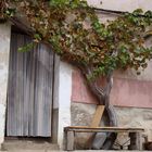 Weinstock - Albarracin Teruel Spanien