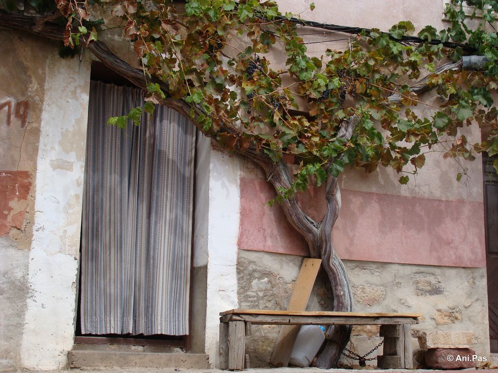 Weinstock - Albarracin Teruel Spanien