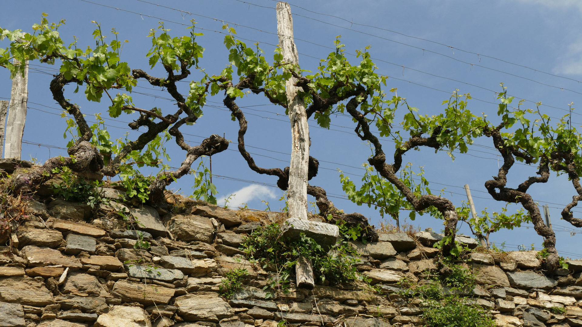 Weinstock am Abgrund