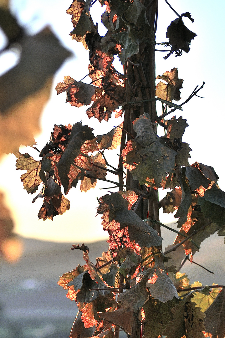 Weinstock im Gegenlicht