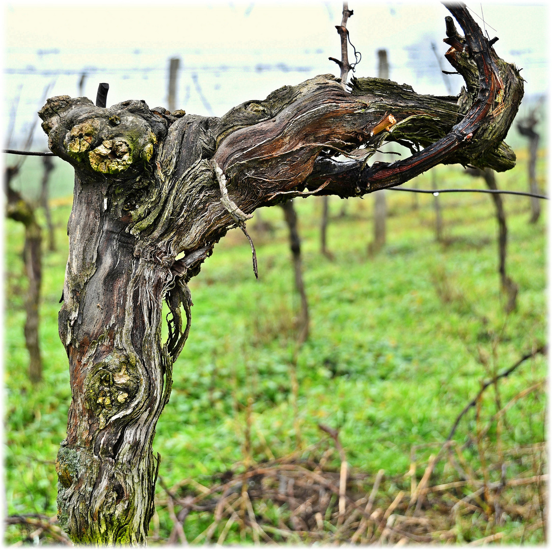 Weinstock im Winter