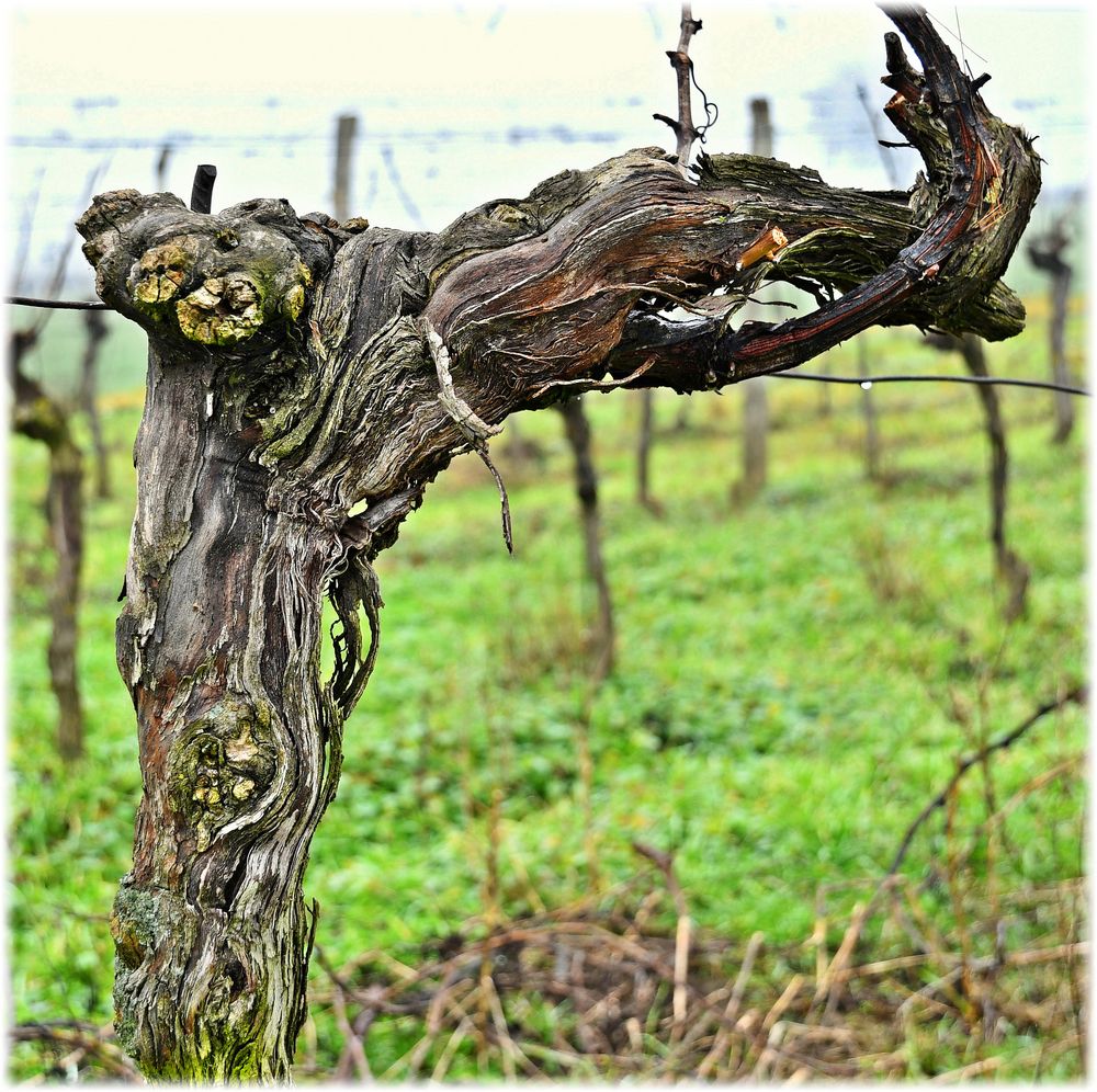 37+ Weinstock Solitärpflanze, Solitärpflanzen sind wahre