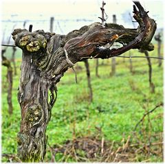 Weinstock im Winter