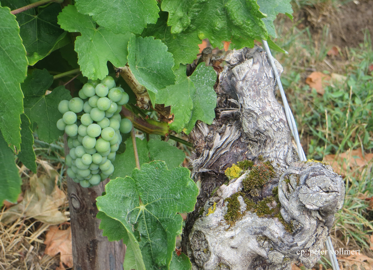 Weinstock in Bodenheim