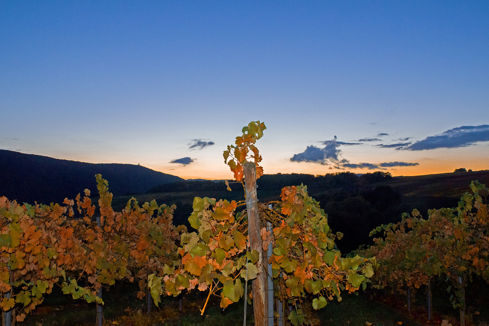 Weinstock in der Dämmerung